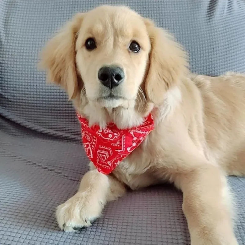 Un cachorro de golden retriever dorado pidiendo una bandana roja, mirando a la cámara.