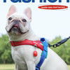Un bulldog francés vistiendo un arnés de pecho estilo silla rojo y azul en una correa, sentado al aire libre.