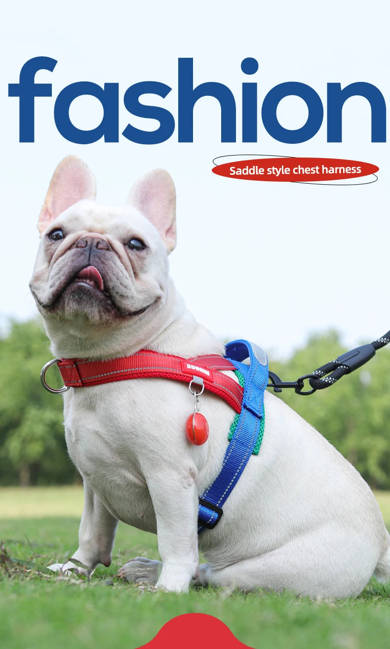 Un bulldog francés vistiendo un arnés de pecho estilo silla rojo y azul en una correa, sentado al aire libre.