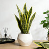 Artificial Snake Plant Decorative Faux Sansevieria