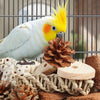 Natural Foraging Box Bird Toy with Foot Toys for Parakeets, Cockatiels, Conures, and Lovebirds