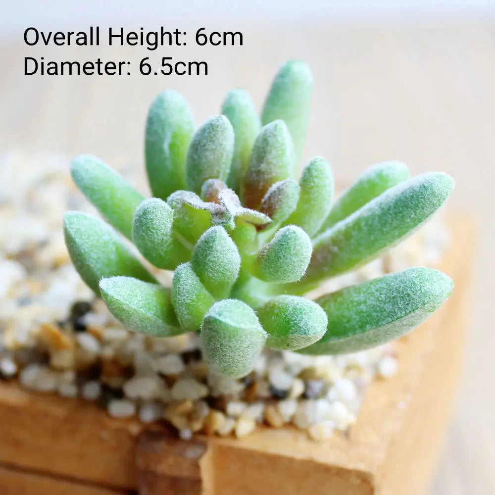 A small, round succulent plant with thick green leaves is displayed on a wooden surface.