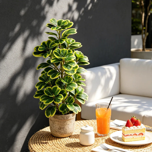 Artificial Heart-Leaf Ficus Plant with Green Leaves