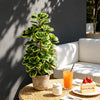 Artificial Heart-Leaf Ficus Plant with Green Leaves