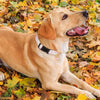 Ein hellbrauner Hund liegt auf herabgefallenen Herbstblättern und trägt einen weißen Halsband mit einem Herz- und Erdbeers-An