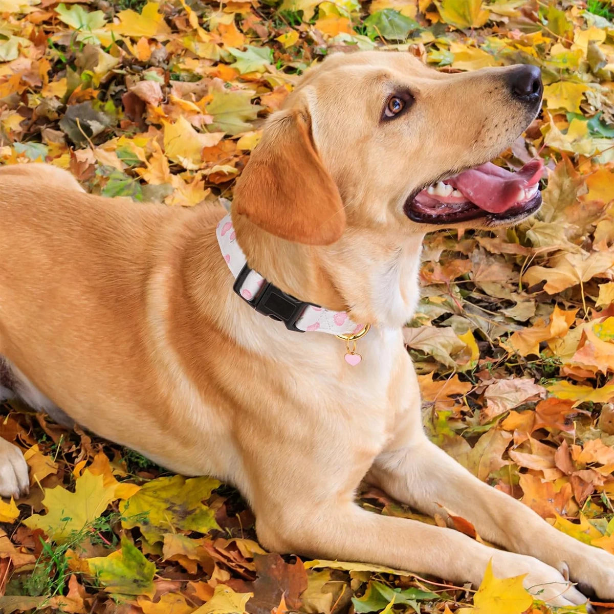 Ein hellbrauner Hund liegt auf herabgefallenen Herbstblättern, trägt einen weißen Kragen mit schwarzem Band und einem rosa An