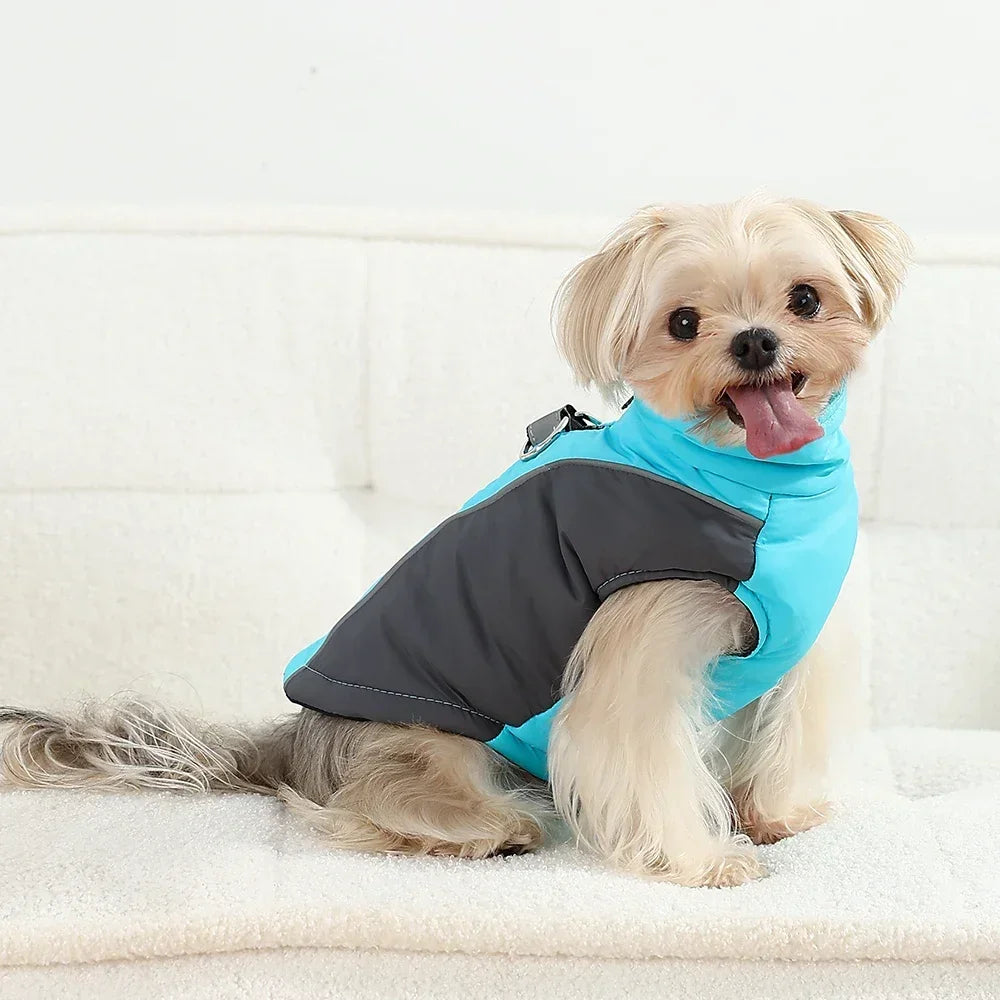 Un chien de couleur claire portant un gilet imperméable bleu vif avec des accents gris.
