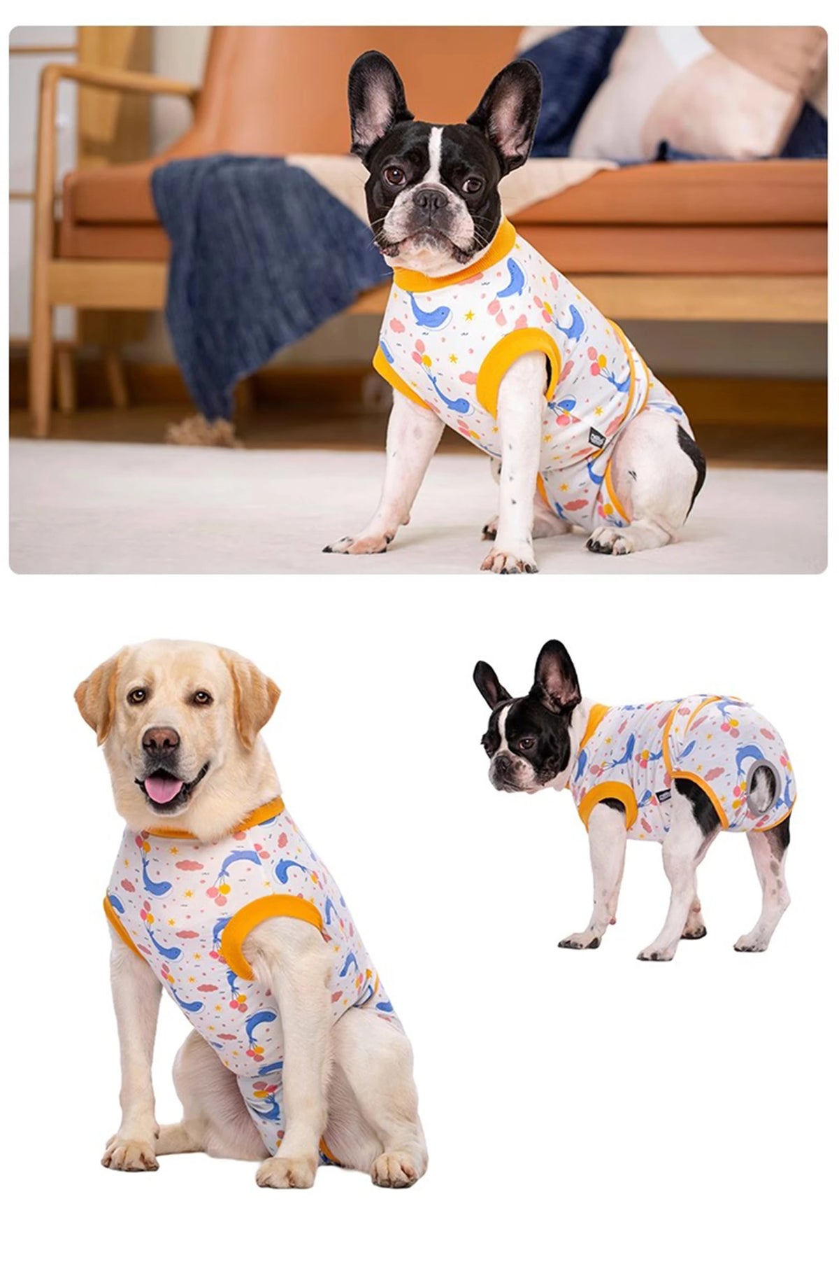 A dog wearing a light blue and yellow patterned post-surgery recovery suit.
