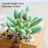 A flock artificial succulent plant with green leaves is displayed on a wooden surface.