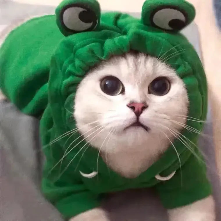 A cute white cat wearing a green frog-shaped hoodie.