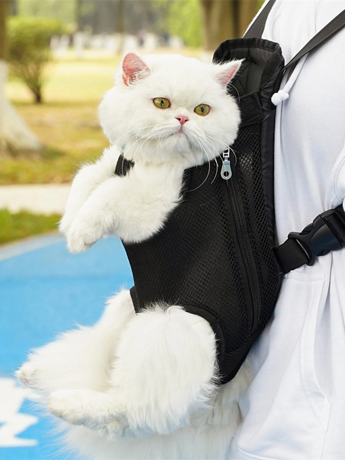 A fluffy white cat is sitting inside a black breathable pet carrier backpack being held by a person.