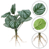 Artificial Hydroponic Plant with Visible Roots – Lifelike Greenery for Home & Event Decor