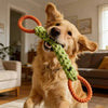 Ein Golden Retriever hält ein orange-grünes Spielzeug aus Seil im Maul.
