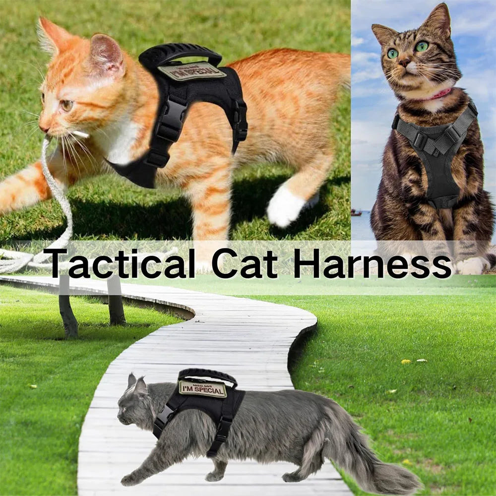 A tabby cat wearing a black tactical harness is shown outdoors on a wooden walkway.