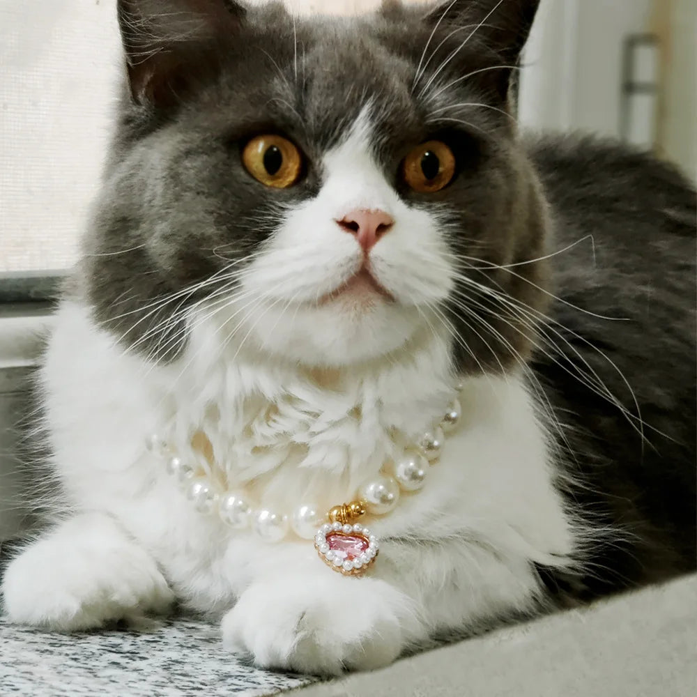 A fluffy gray and white cat wearing an adjustable pearl rhinestone collar.