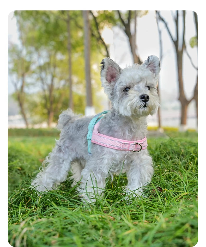 A fluffy gray dog wearing a pink harness standing in green grass outdoors.