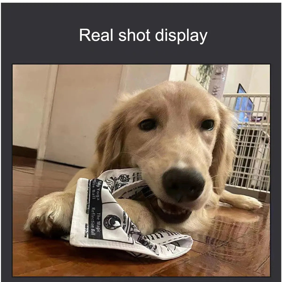 A golden retriever puppy lying down looking at the camera next to a tear-resistant squeaky newspaper toy.