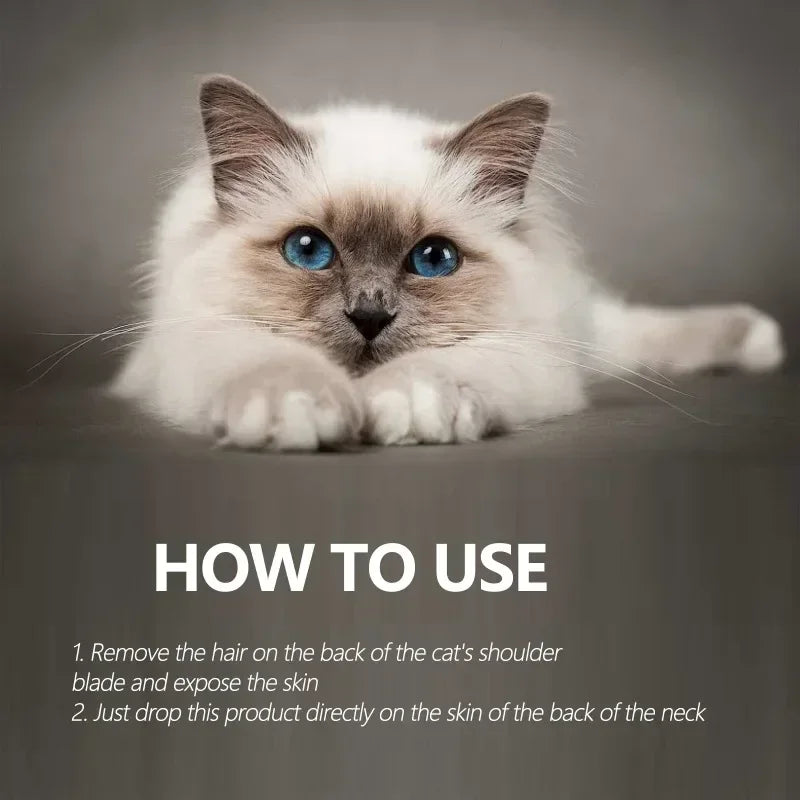 Un chaton blanc et gris duveteux regardant directement l'appareil photo, positionné au-dessus des instructions pour un traite
