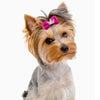 A small, light brown and gray dog with fluffy fur wearing a pink glitter bow in its hair.