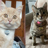 Personalized Pet ID Tag for Collar - Engraved Heart Tag
