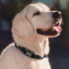 Reflektierendes personalisiertes Hundehalsband mit graviertem Anhänger