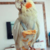 Combinaison de vol en coton lavable avec nœud papillon pour oiseaux