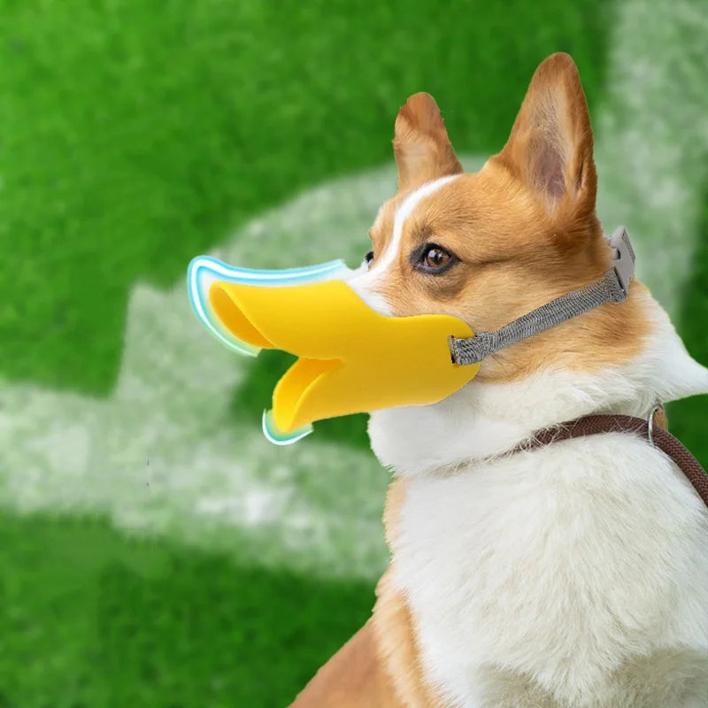 A brown and white dog wearing a yellow silicone muzzle with a blue tip.
