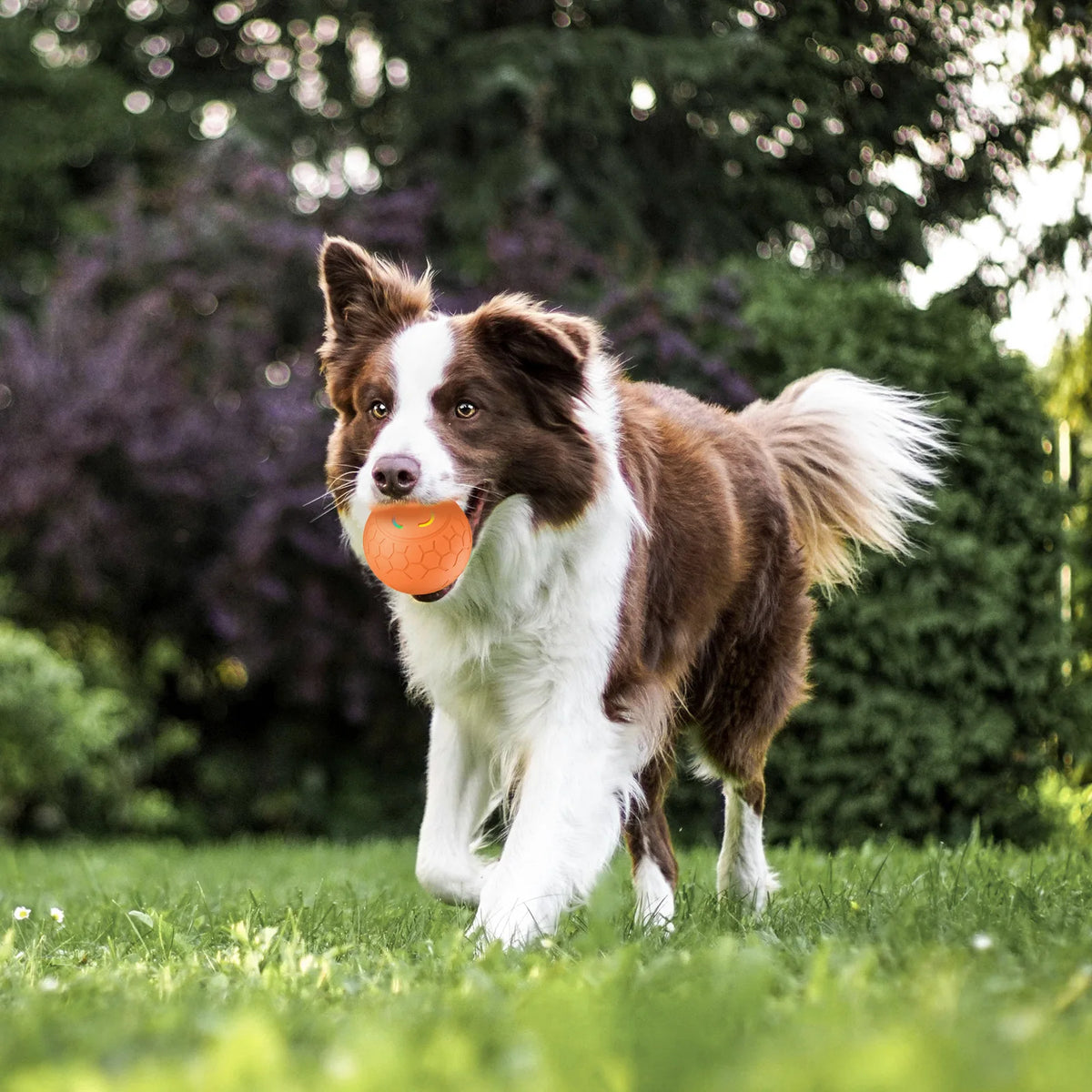 Ein braun-weißes Hund hält einen orangefarbenen Spielball in einer grasbewachsenen Außenumgebung.
