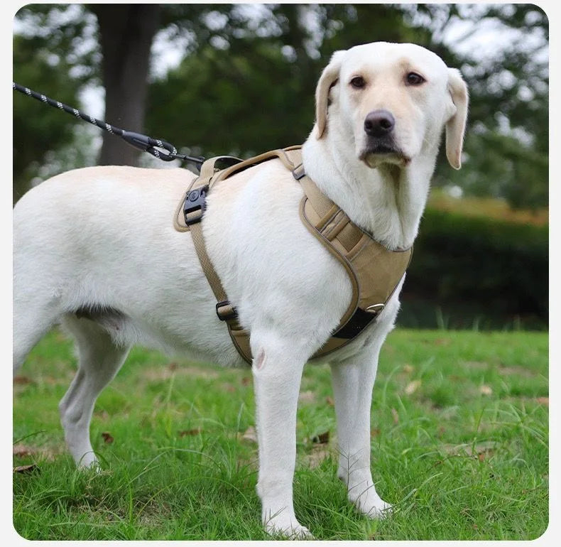 A white Labrador dog wearing a tan harness and leash standing in a grassy field.