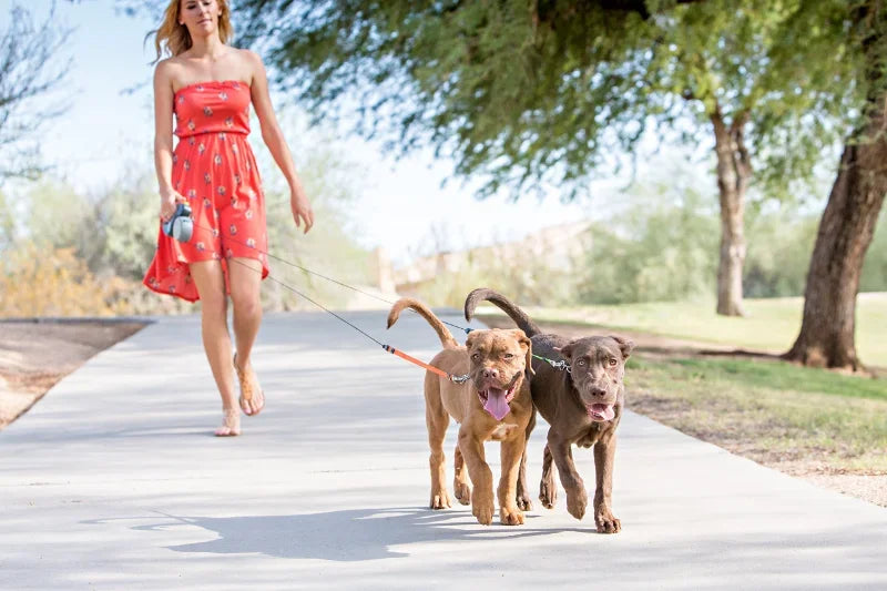 A woman is walking a small dog on a paved path, using a retractable leash with an LED light and waste bag holder.