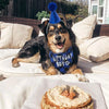 A happy dog wearing a blue party hat and bandana, lying on a white sofa with a cake in the foreground.