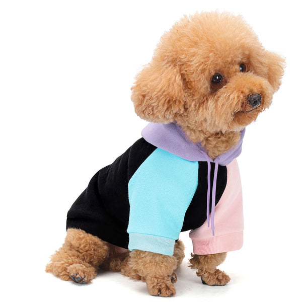 Ein hellbrauner Pudel trägt einen mehrfarbigen Hoodie mit schwarzen und pinken Akzenten.