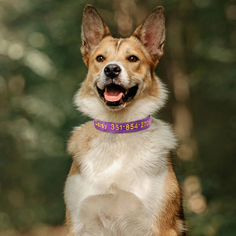 Personalisierte bestickte Nylon-Hundehalsband