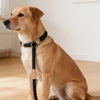 A light brown dog is sitting and looking to the left, wearing a black patterned slip lead leash.