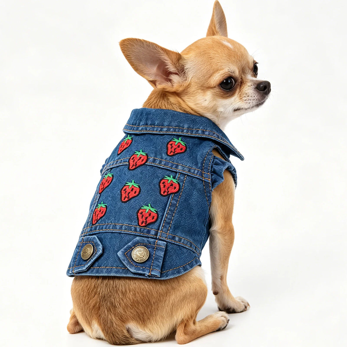 Un petit chien brun clair portant une veste en jean décorée de fraises rouges.