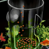 A clear glass feeder ring containing small orange fish food pellets, set against a background of green aquatic plants.