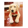 Pet Bow Tie Collar with Adjustable Strap
