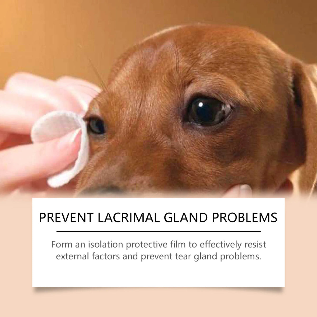 A close-up of a brown puppy's eye being gently touched by a person's hand, illustrating tear gland protection.