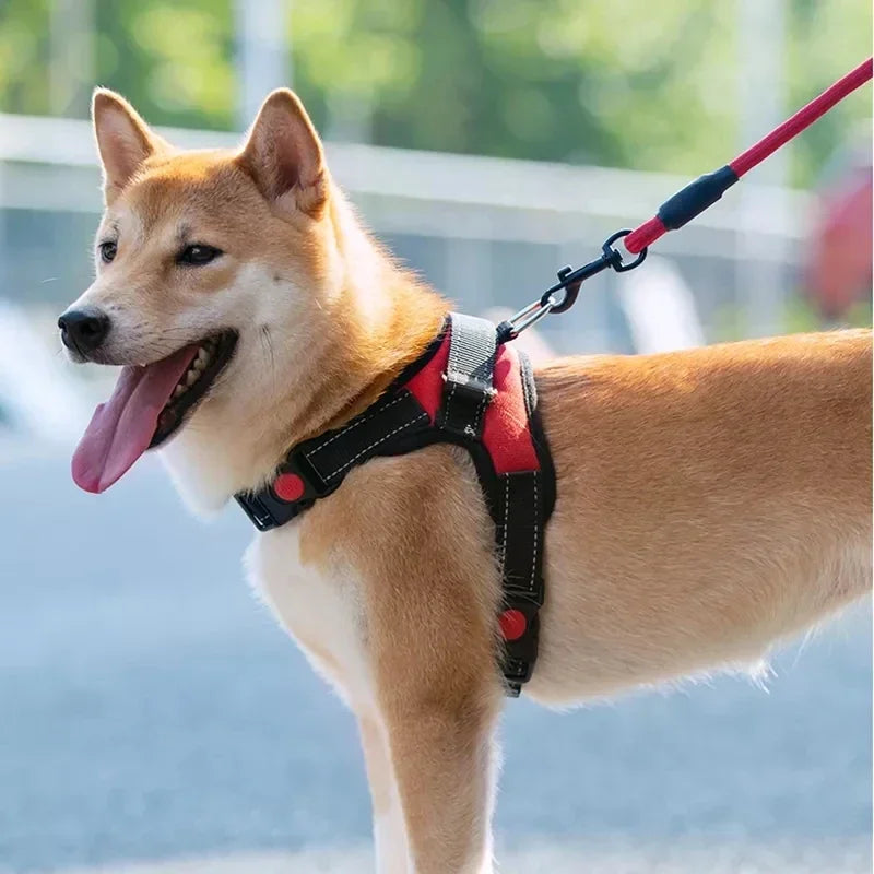 A light brown Shiba Inu dog wearing a black and red adjustable no-pull dog harness with a red leash.