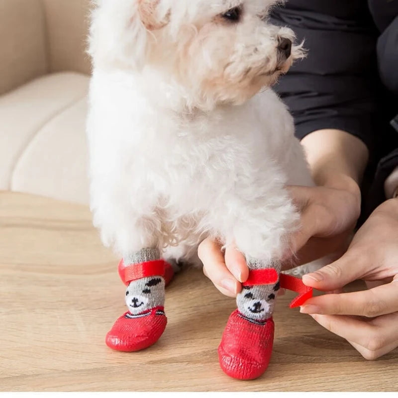 A small white dog is being fitted with red paw protection socks on its paws.