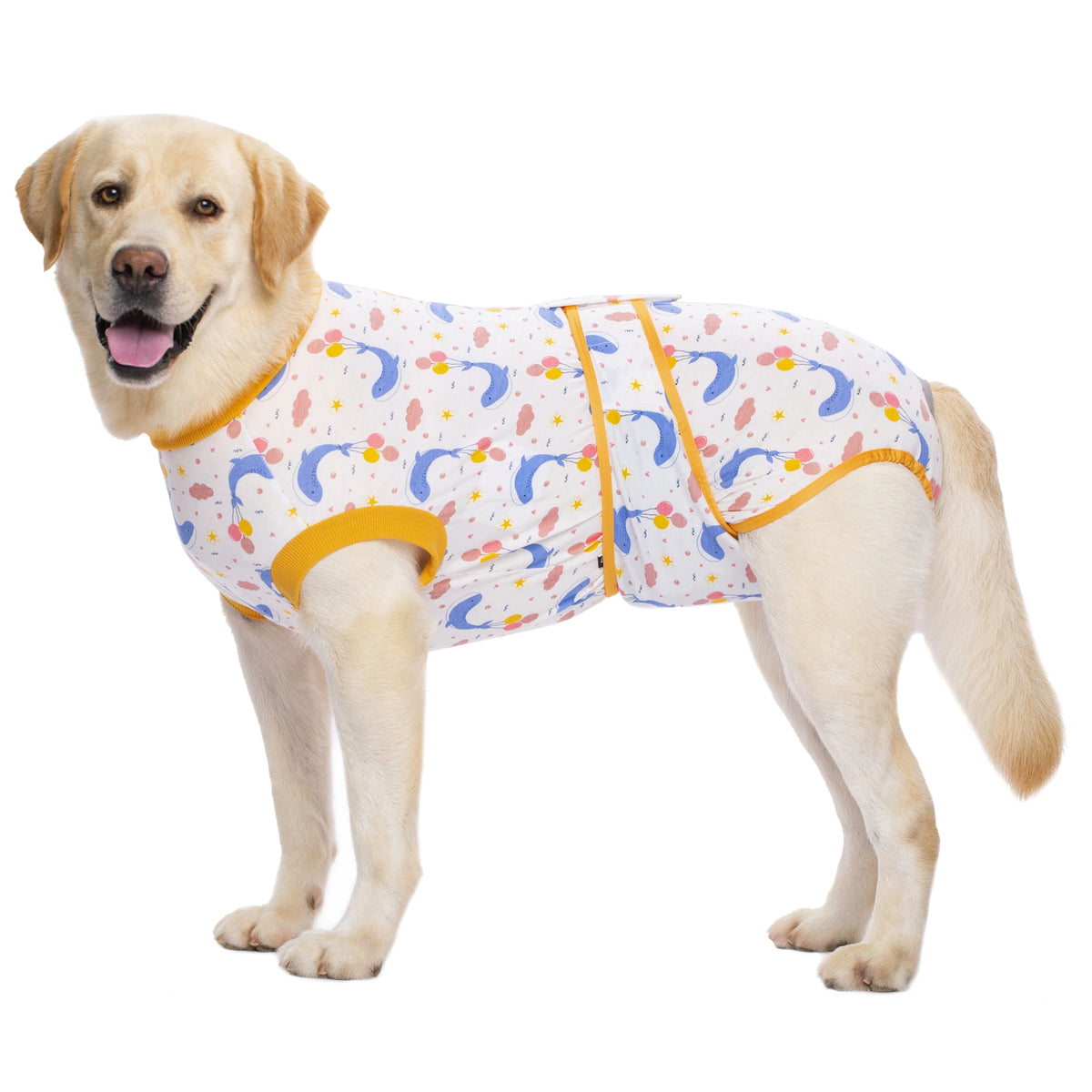 A light-colored Labrador dog wearing a patterned post-surgery recovery suit with yellow trim.