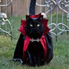 Halloween Vampire Cape & Collar Set for Cats