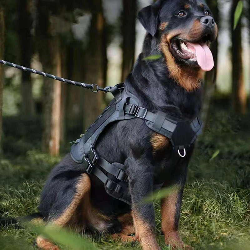 A dark dog wearing a black heavy-duty no-pull harness and leash in a wooded outdoor setting.
