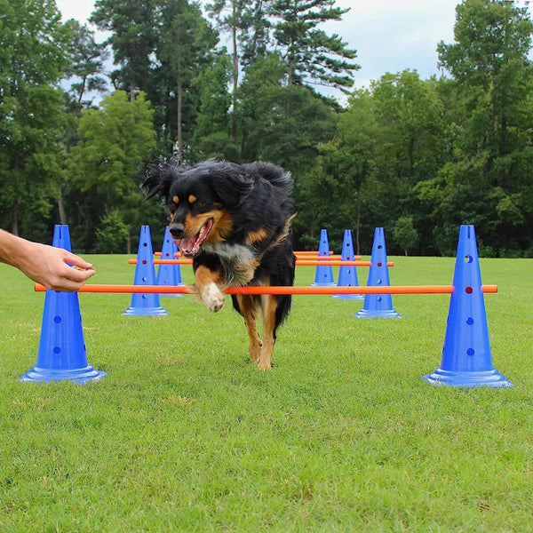 A black and tan dog is jumping over an orange agility bar set made of blue cones in a grassy field.