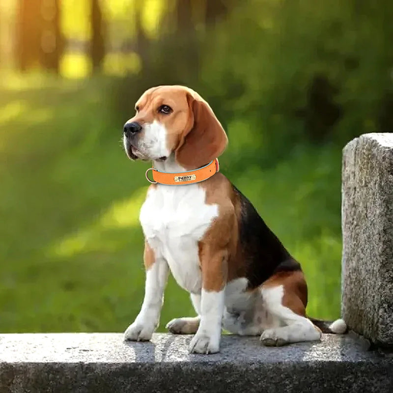 Personalisierte gepolsterte Leder-Hundehalsband mit graviertem Namensschild