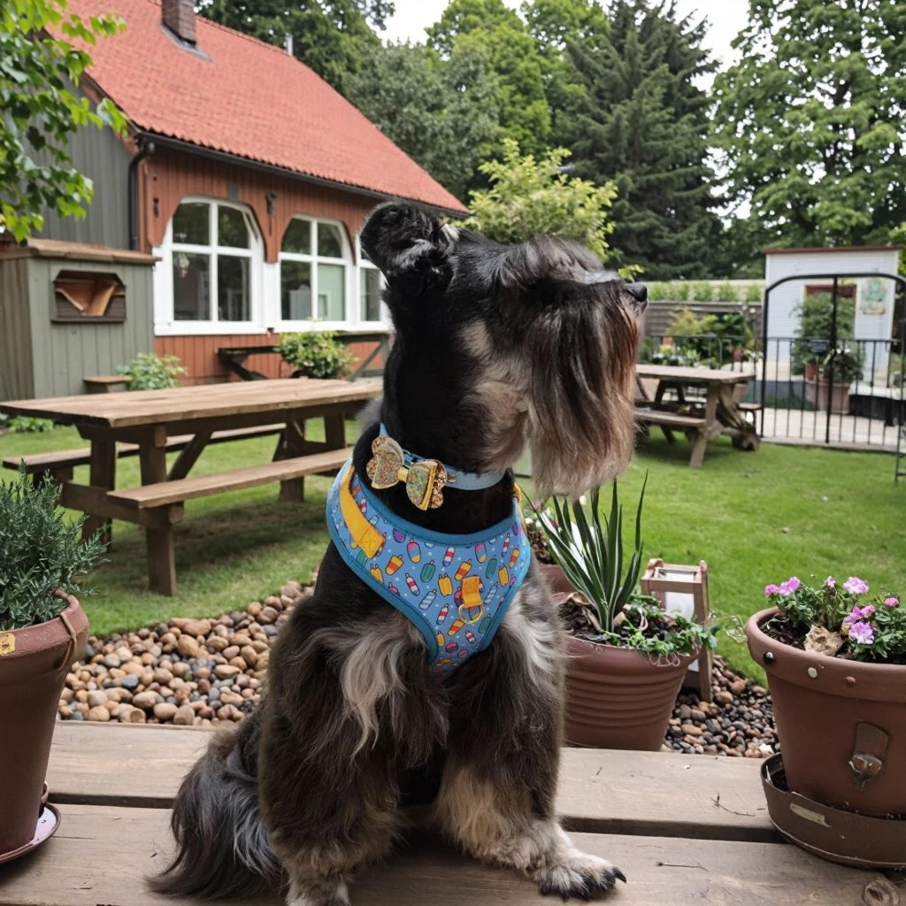 A fluffy dog wearing a blue patterned harness sitting on a wooden deck in a garden setting.