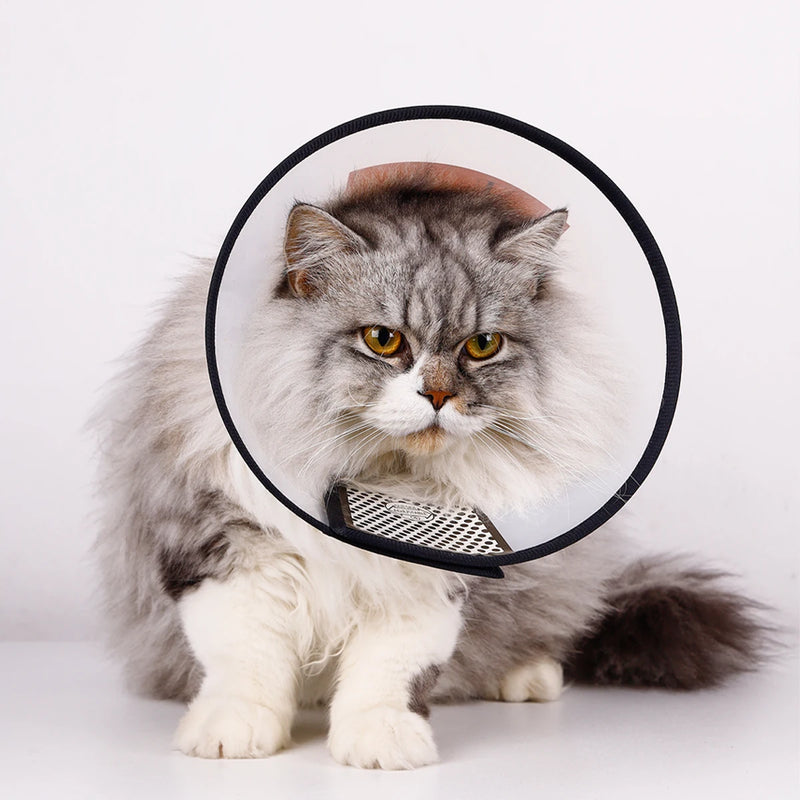 Collier de récupération ajustable pour animaux