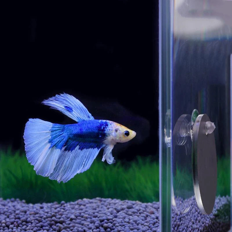 Espejo de Acrílico Flotante para Peces Betta