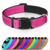 A variety of colorful reflective padded dog collars are displayed in a row.