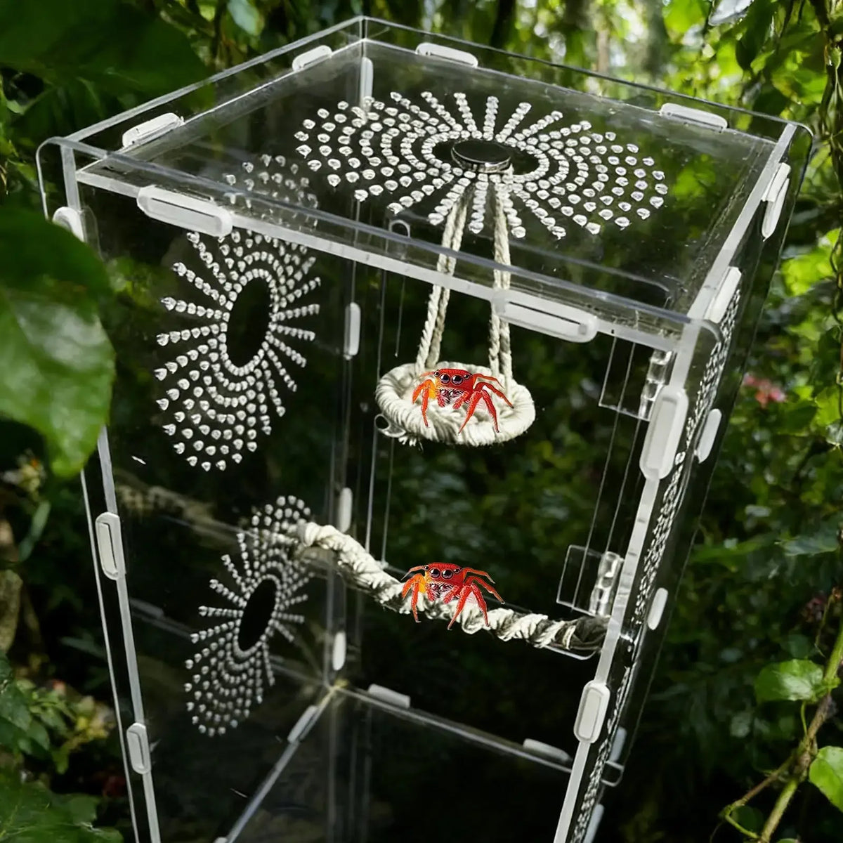 Habitat en acrylique transparent montrant une araignée sauteuse et un crabe hermite escaladant un pont.